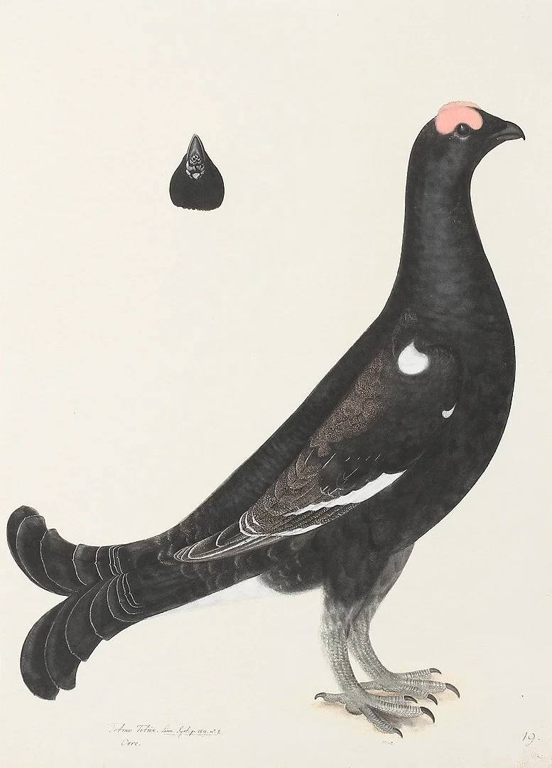Olof Rudbeck Black Grouse Swedish Bird Prints — MUSEUM OUTLETS